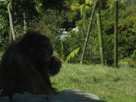 San Diego Zoo
