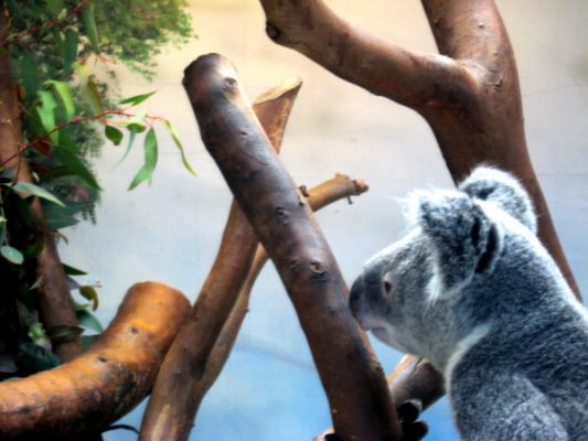 San Diego Zoo
