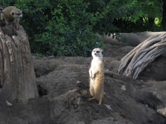 San Diego Zoo
