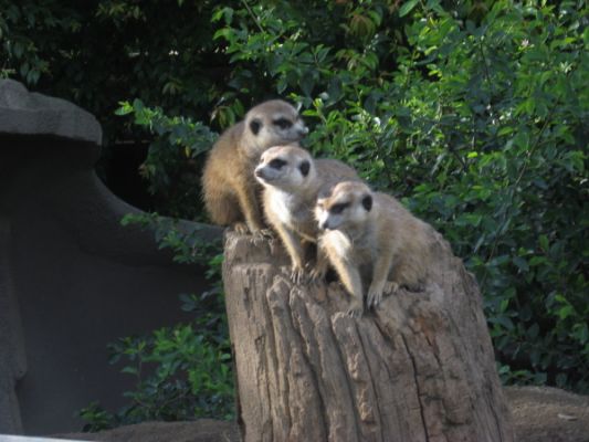 San Diego Zoo
