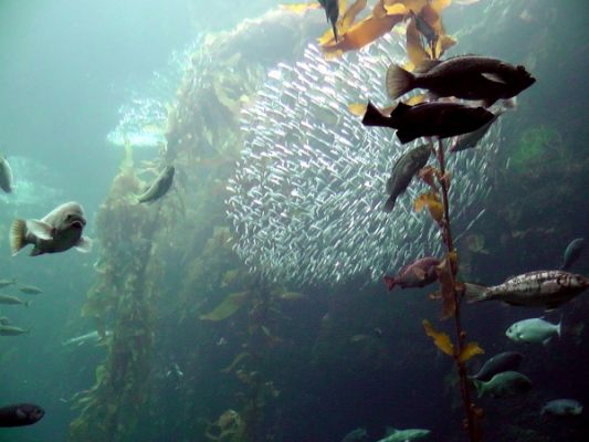 Tag 3
Monterey Bay Aquarium
