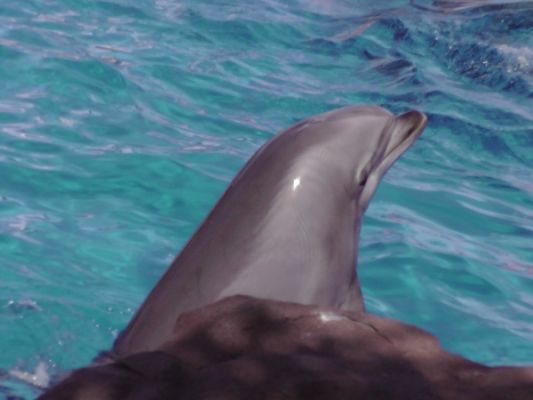 Seaworld
