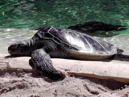 Seaworld 
