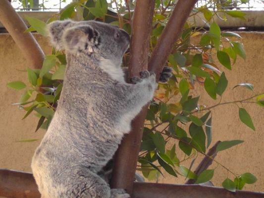 San Diego Zoo
