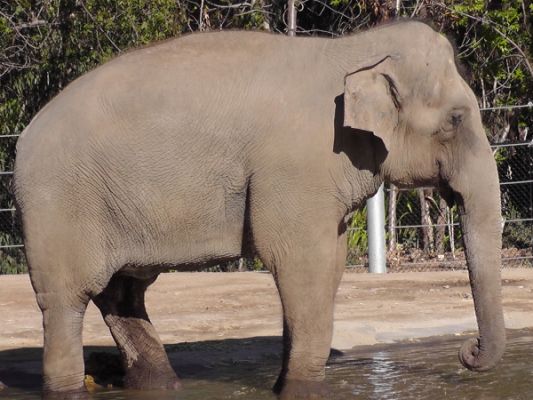San Diego Zoo
