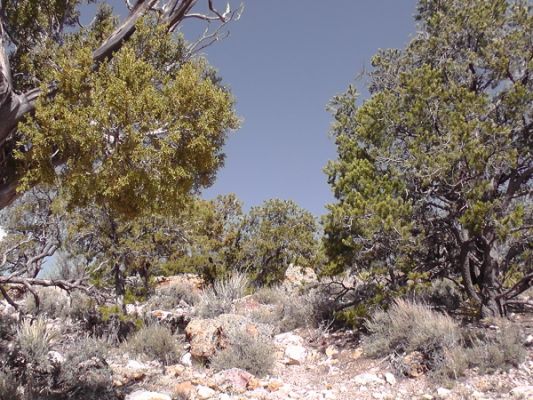 Grand Canyon
