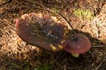DSC05391.jpg