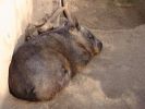 San Diego Zoo