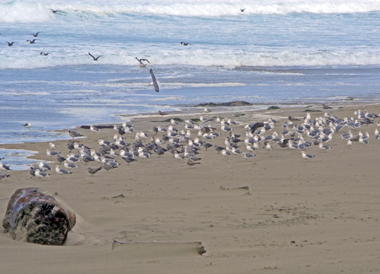 Pacific City
