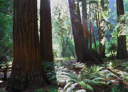 MuirWoods2
