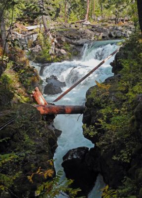RougeGorge2
