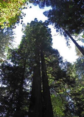 MuirWoods1
