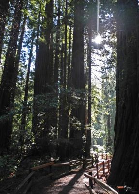 MuirWoods2
