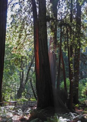 MuirWoods4
