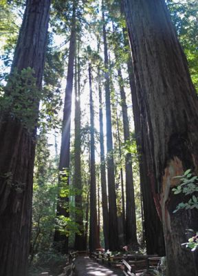 CathedralGrove2
