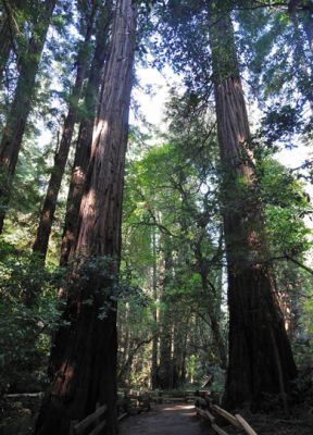 CathedralGrove
