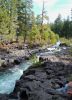 RougeGorge1