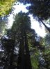 MuirWoods1