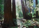 MuirWoods2