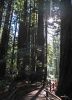 MuirWoods2