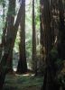 MuirWoods3