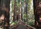 CathedralGrove3