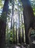 CathedralGrove2