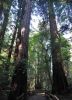 CathedralGrove