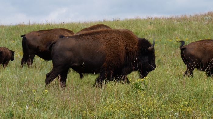 Bisons
