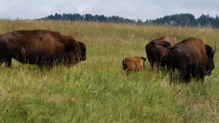 Bison Family
