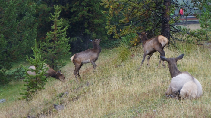 spielende Deers
