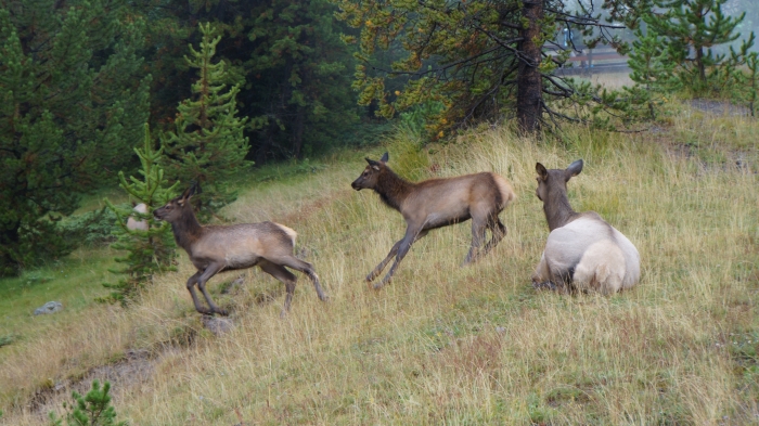 spielende Deers
