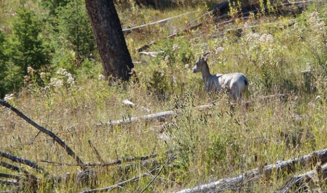 Pronghorn
