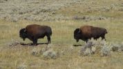 Bisons