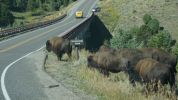 Bisons