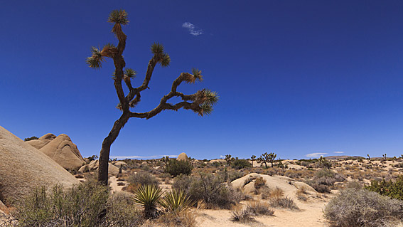 Joshua Tree
