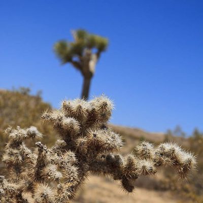 Joshua Tree Kaktee
