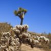 Joshua Tree Kaktee