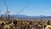 Joshua Tree