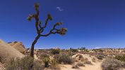 Joshua Tree