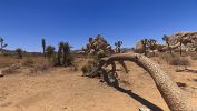 Joshua Tree