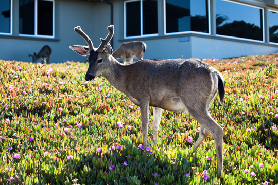 0513-monterey-1400.jpg