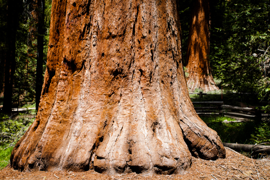 0516-yosemite-1771.jpg