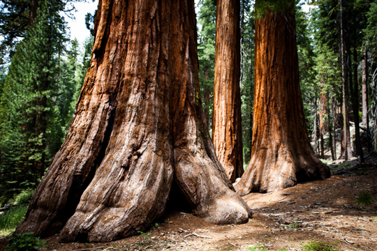 0516-yosemite-1774.jpg