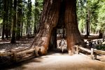 0516-yosemite-1797.jpg