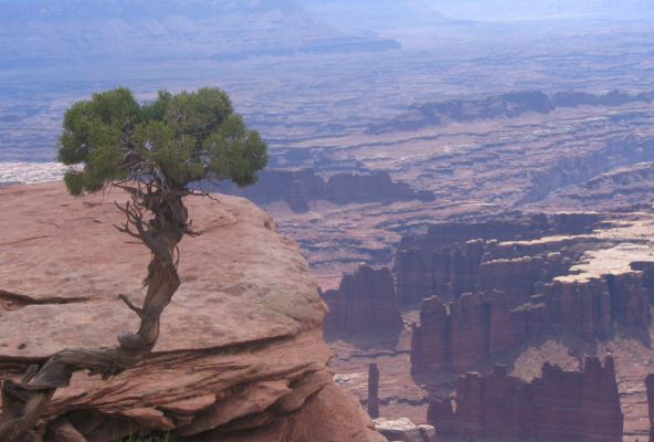 Baeumchen am Abgrund - Canyonlands NP.jpg