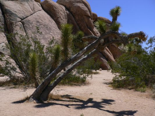 Joshua Tree.JPG