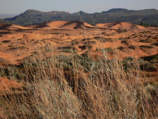 Pink Sand Dunes.JPG