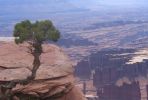 Baeumchen am Abgrund - Canyonlands NP.jpg