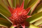 Anja_Aufblhende_Ananas_640.jpg